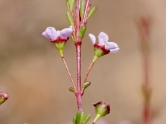 Astartea glomerulosa