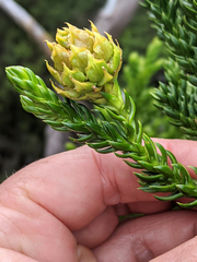 Athrotaxis selaginoides