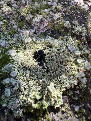 Arrhenia chlorocyanea