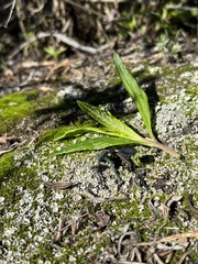 Arrhenia chlorocyanea