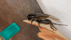 Teleogryllus