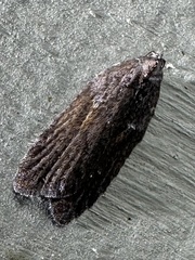Acleris