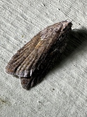 Acleris