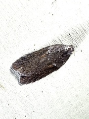 Acleris