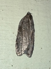 Acleris