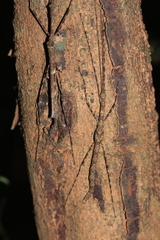 Necrosciini
