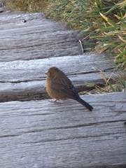Carpodacus formosanus