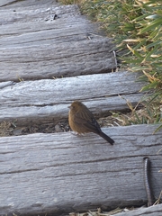 Carpodacus formosanus