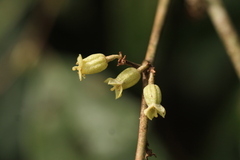Elaeagnus conferta