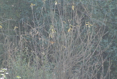 Pipilo maculatus macronyx