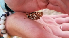 Euphydryas