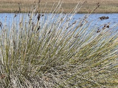 Juncus acutus leopoldii