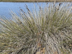 Juncus acutus leopoldii