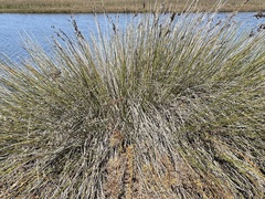 Juncus acutus leopoldii