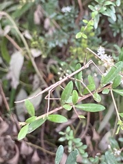 Ctenomorpha marginipennis