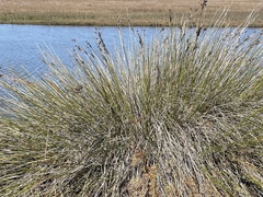 Juncus acutus leopoldii