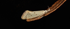 Thema argoptera