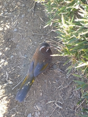 Trochalopteron morrisonianum