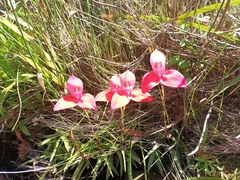 Disa uniflora