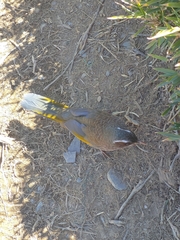 Trochalopteron morrisonianum