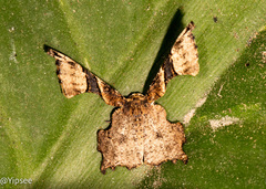 Monobolodes pernigrata