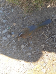 Trochalopteron morrisonianum