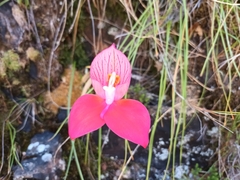 Disa uniflora