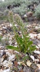 Veronica wyomingensis