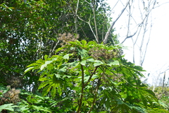 Fatsia polycarpa
