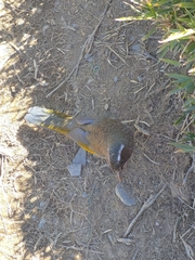 Trochalopteron morrisonianum