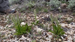 Veronica wyomingensis