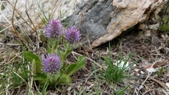 Veronica wyomingensis