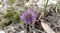 Veronica wyomingensis