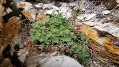 Potentilla cottamii