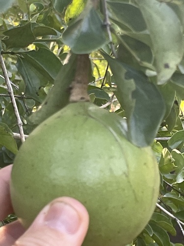Spiny monkey orange