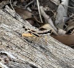 Macrotona securiformis