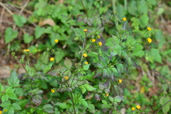 Bidens pilosa pilosa