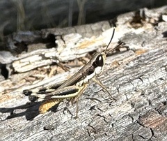 Macrotona securiformis