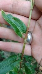 Persicaria strigosa