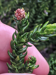 Athrotaxis selaginoides