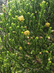 Athrotaxis selaginoides