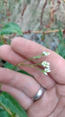 Persicaria strigosa