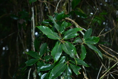 Quercus sessilifolia