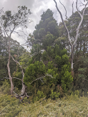 Athrotaxis selaginoides