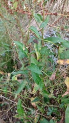 Persicaria strigosa