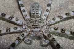 Eusparassus walckenaeri