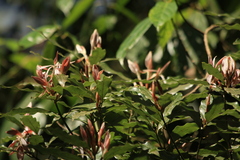 Neolitsea zeylanica