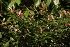 Neolitsea zeylanica