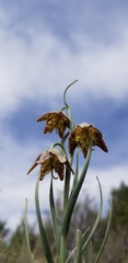 Fritillaria atropurpurea