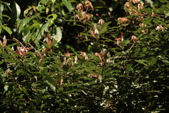 Neolitsea zeylanica